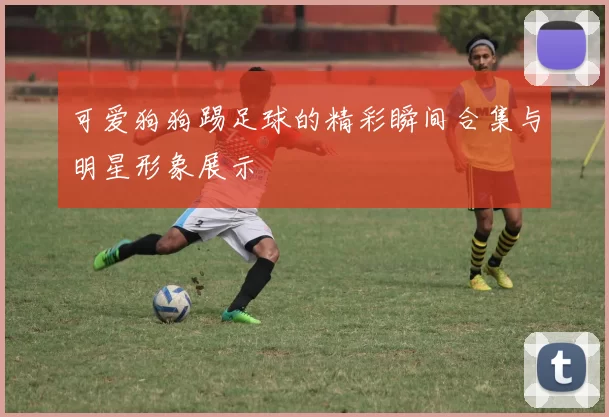 可爱狗狗踢足球的精彩瞬间合集与明星形象展示